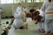Ju-Jitsu