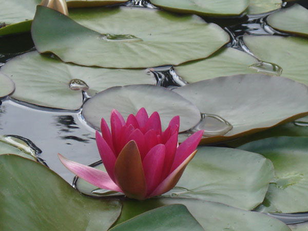 Juillet