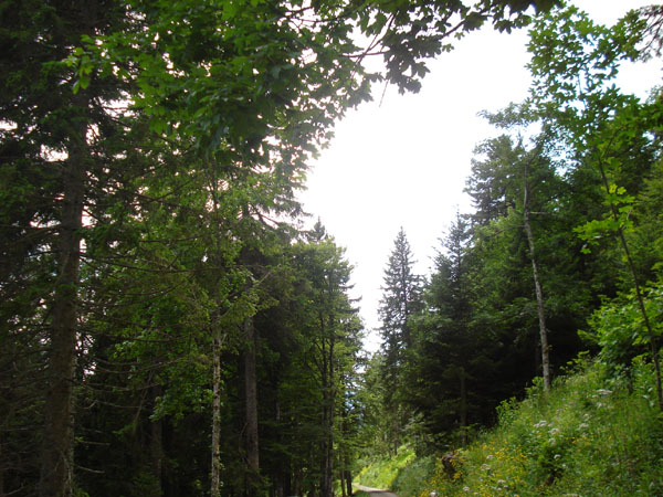 Juillet