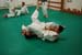 Bushido
