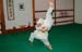 Bushido