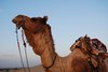 Jaisalmer 129