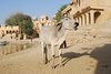 Jaisalmer 041