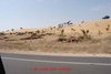Jodhpur 001