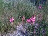 Photo 061