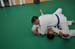 Bushido