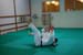 Bushido