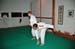 Bushido